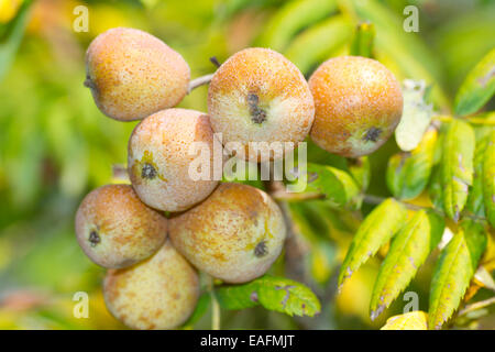 Le vrai service Tree Sorbus domestica fruit tree, Allemagne Banque D'Images