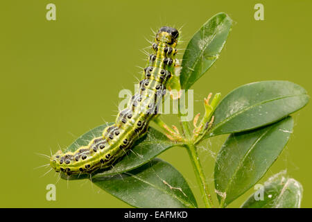 Espèce d'arbre de boîte (Cydalima perspectalis). Manger les feuilles (Caterpillar Buis Buxus sempervirens) Banque D'Images