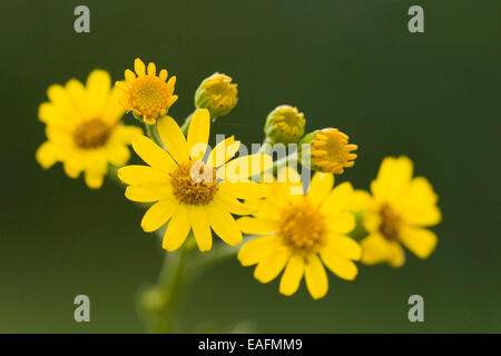Jacobea Séneçon commun Staggerwort Senecio jacobaea fleurs Allemagne Banque D'Images