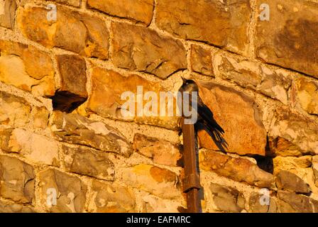 Western jackdaw (Corvus monedula) Banque D'Images