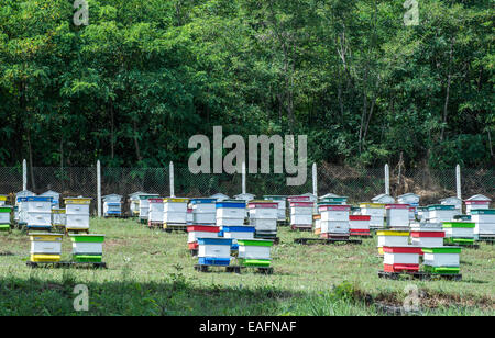 Dans les ruches de la ferme d'abeilles. Forêt d'acacias Banque D'Images