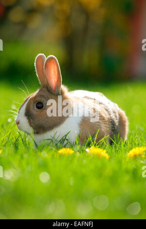 Lapin Nain Néerlandais fleurs de pissenlit herbe adultes Allemagne Banque D'Images