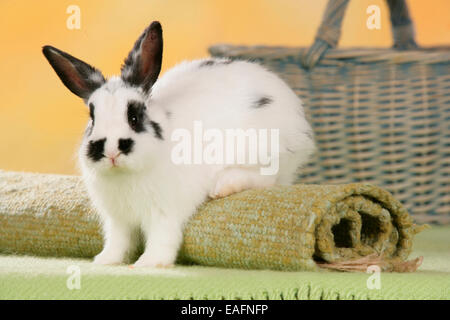 Lapin Nain Néerlandais noir blanc hot rolled-up carpet Allemagne Banque D'Images