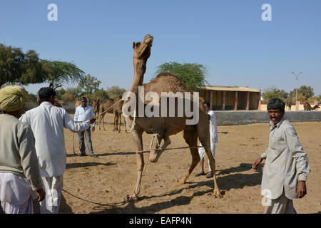 L'Inde, Rajasthan, région de Mârvar, Bikaner, camel farm, la pépinière Banque D'Images