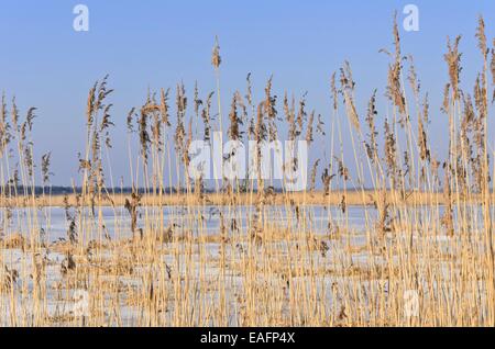 Roseau commun (phragmites australis) Banque D'Images