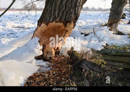 Arbre castor à la rivière oder gelé, le parc national de la vallée de l'Oder, Allemagne Banque D'Images