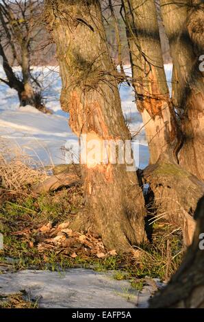 Arbre castor à la rivière oder gelé, le parc national de la vallée de l'Oder, Allemagne Banque D'Images