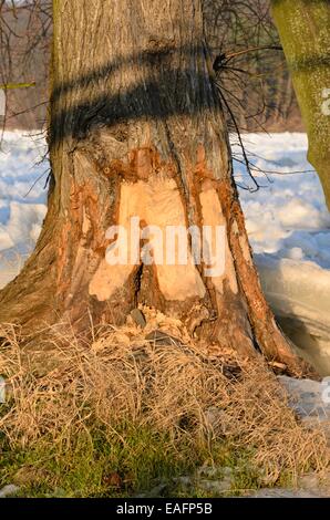 Arbre castor à la rivière oder gelé, le parc national de la vallée de l'Oder, Allemagne Banque D'Images