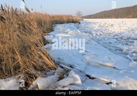 Glaces dérivantes sur la rivière Oder, le parc national de la vallée de l'Oder, Allemagne Banque D'Images