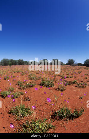 Un tapis de fleurs (balonensis Parakeelya Calandrinia) après une pluie dans le désert central régions de l'Australie. Banque D'Images