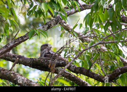 Une grille supérieure de papou (Podargus papuensis) sur son nid, Daintree, Queensland, Australie Banque D'Images