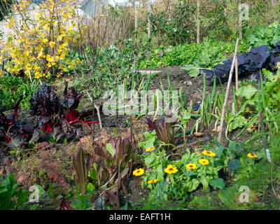 Verger de rubis, chou rouge, oignons, carottes, légumes verts divers et fleurs de calendula jaune en pleine croissance en novembre doux dans un terrain en pente sud faisant face à la veg potager biologique jardin dans l'ouest du soleil du pays de Galles à Carmarthenshire pays de Galles Royaume-Uni KATHY DEWITT Banque D'Images