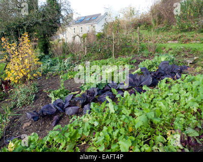 Carmarthenshire, Pays de Galles, Royaume-Uni. Vendredi 14 novembre 2014. Le navet, le chou rouge et les différents verts poussent en novembre dans un temps doux plein sud en pente potager biologique dans l'ouest du pays de Galles sunshine ce matin. Kathy deWitt/AlamyLiveNews Banque D'Images