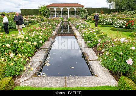 David Austin rose garden Albrighton Shropshire England UK Banque D'Images