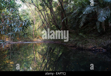 Forêt tropicale & River dans le parc national de Taman Negara, Malaisie Banque D'Images