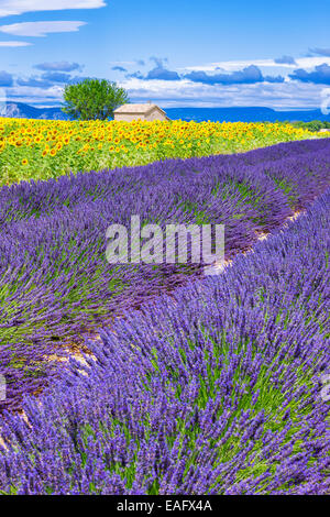 Beau paysage avec le tournesol et le champ de lavande, France Banque D'Images