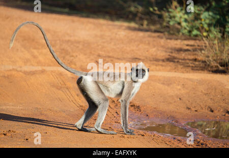 Sri Lanka Gray Langur (Semnopithecus animaux singe), Parc national de Yala, au Sri Lanka Banque D'Images