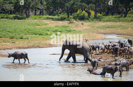 L'éléphant du Sri Lanka (Elephas maximus maximus) parmi un troupeau de buffle d'Asie, parc national de Yala, au Sri Lanka Banque D'Images