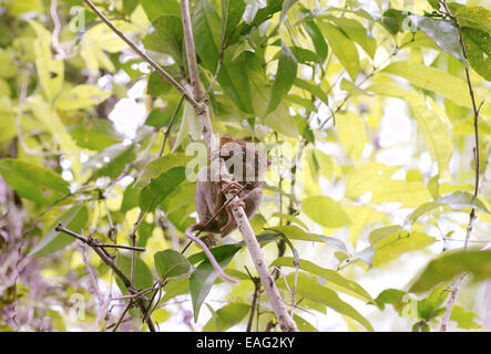 Syrichta tarsier des Philippines (Carlito) à se cacher dans les arbres, île de Bohol, Philippines, en Asie du sud-est Banque D'Images