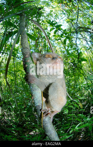 Carlito syrichta tarsier des Philippines (île de Bohol, Philippines), en Asie du sud-est Banque D'Images