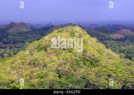 Les collines de chocolat dans Carmen, île de Bohol, Philippines, en Asie du sud-est Banque D'Images