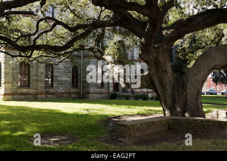 Vivre vieux de plusieurs siècles, Oak Tree est situé sur la pelouse du palais de Goliad Comté Goliad, Texas, USA. Banque D'Images