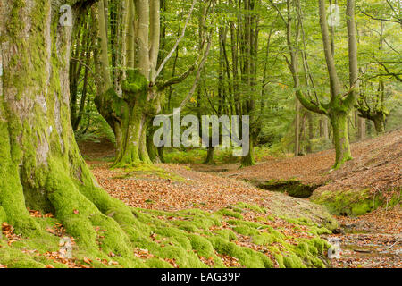 Otzarreta Forêt, Parc Naturel de Gorbea, Gascogne, Pays Basque Banque D'Images