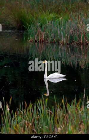 Cygne chanteur (Cygnus cygnus) dans l'étang en été Banque D'Images