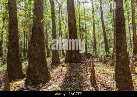 Le cyprès chauve les genoux jusqu'à la zone de sol à Congaree National Park, la plus grande étendue de forêt ancienne intacte de forêt de feuillus des basses terres restant dans le sud-est des États-Unis à Columbia, en Caroline du Sud. Banque D'Images