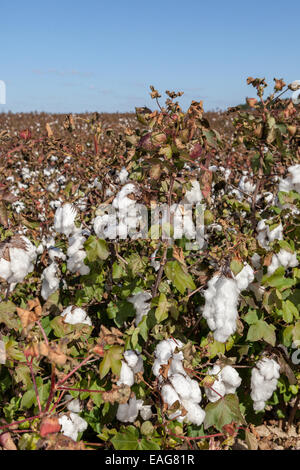 Capsules de coton prêt à récolter à une ferme près de Columbia, Caroline du Sud. Banque D'Images