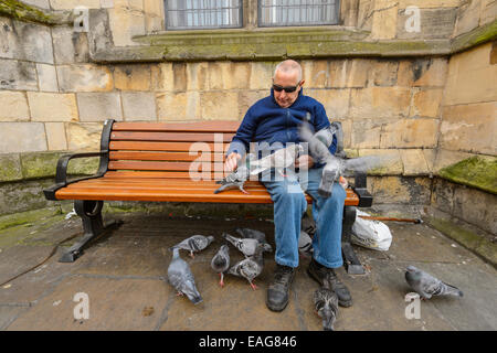 Un homme dans l'alimentation des lunettes les pigeons sauvages de chapelure à York, au Royaume-Uni. Ils sont à ses pieds et sur ses genoux. Banque D'Images