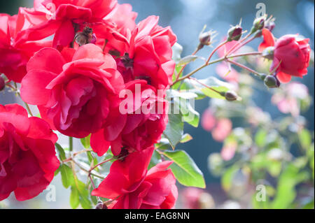 Belles roses d'expulsion brille la lumière du soleil du matin au Musée Fernbank Rose Garden à Atlanta, Géorgie, USA. Banque D'Images