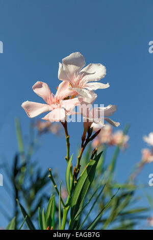 Fleurs roses sur le fond de ciel Banque D'Images