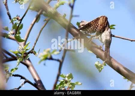 Fourmilier Jynx torquilla, Eurasien. La Russie, la région de Riazan (Ryazanskaya oblast), le District, Denisovo Pronsky. Banque D'Images