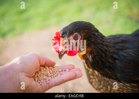 Les jeunes femelles Marans cuivre noir hen manger grains du blé à partir de la main d'un homme Banque D'Images