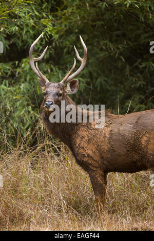 Un cerf Sambar (Rusa unicolor) dans l'Inde Bandhavgarh National Park. Banque D'Images