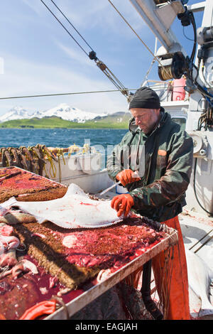 L'éviscération et la pêche commerciale au flétan près de Cold Bay, sud-ouest de l'Alaska, l'été. Banque D'Images