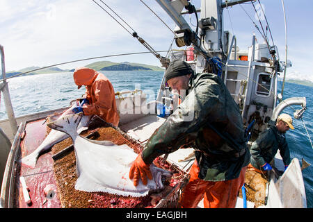 L'éviscération et la pêche commerciale au flétan près de Cold Bay, sud-ouest de l'Alaska, l'été. Banque D'Images