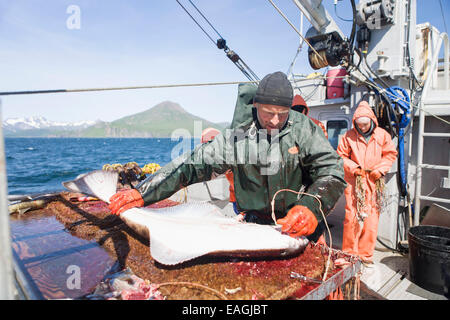 L'éviscération et la pêche commerciale au flétan près de Cold Bay, sud-ouest de l'Alaska, l'été. Banque D'Images