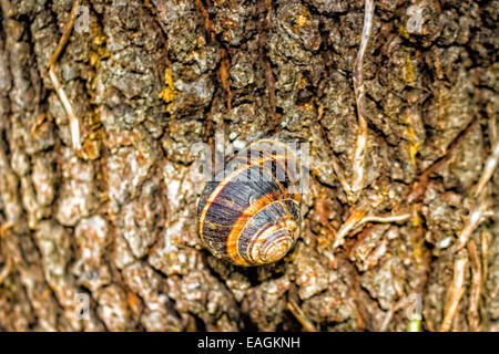 Le brun et le noir à la verticale de l'escargot rampant sur le liège du tronc de pin Banque D'Images