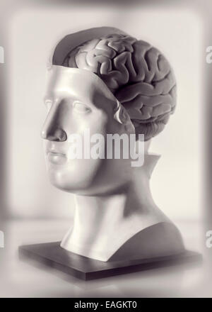 Modèle anatomique du cerveau de la tête Banque D'Images