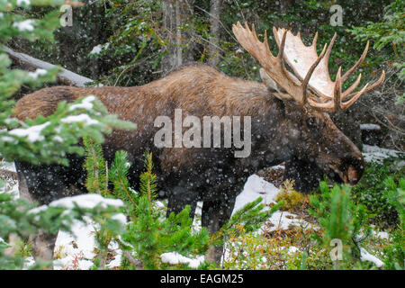 Bull sauvages canadiennes orignal avec bois sur un bord de route de la promenade dans la neige en automne. Banque D'Images