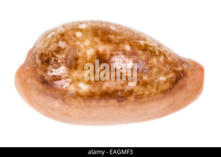 Un coquillage isolé sur fond blanc Banque D'Images