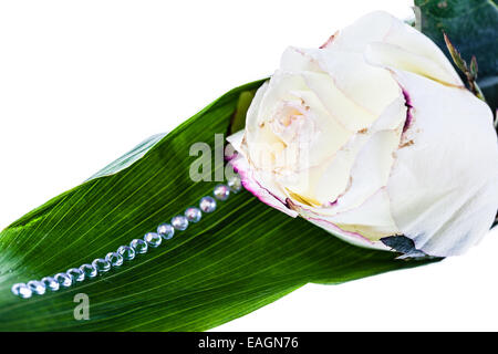 Une rose blanche isolé sur fond blanc Banque D'Images