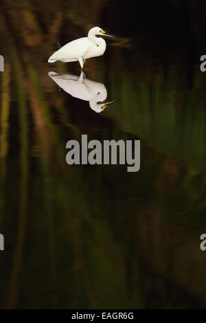 Grande aigrette (Ardea alba) debout dans un ruisseau à Guanacaste, Costa Rica, Amérique centrale. Banque D'Images