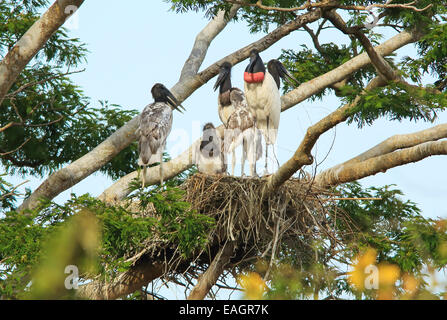 Jabiru mycteria Jabiru (adultes et enfants) au nid. La forêt sèche tropicale, Parc National Palo Verde, Guanacaste, Costa Rica. Banque D'Images