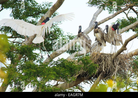 Paire d'accouplement (Jabiru mycteria Jabiru) et leurs petits au nid. La forêt sèche tropicale, Parc National Palo Verde, Guanacaste, Banque D'Images