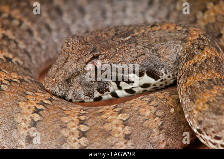 Death Adder / acanthophis antarticus Banque D'Images