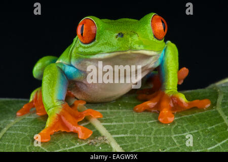 Red-eyed tree frog / agalychnis callidryas Banque D'Images