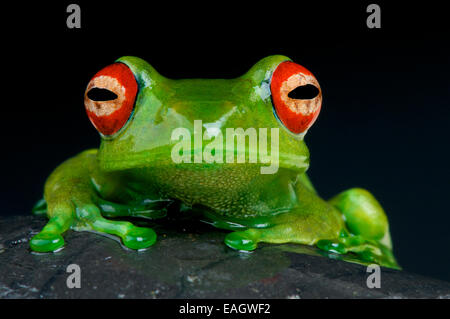 Red-eyed tree frog / Boophis luteus Banque D'Images
